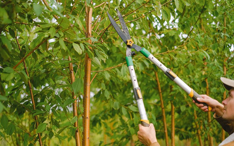 Tree trimming in Patterson, IA