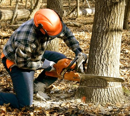 Tree Removal in Patterson, IA